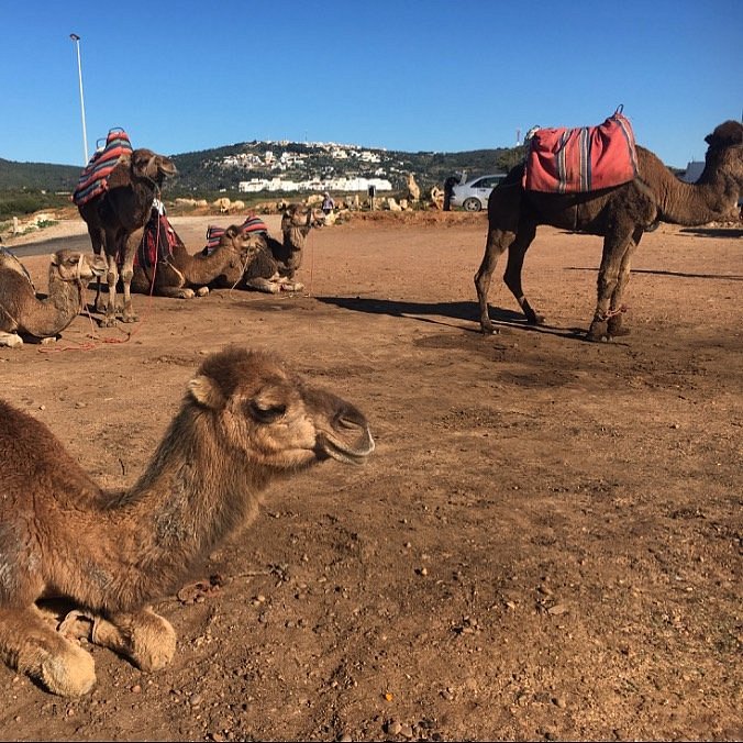 Tánger: Tour a Cabo Espartel, Cuevas de Hércules y Medina de Arcila